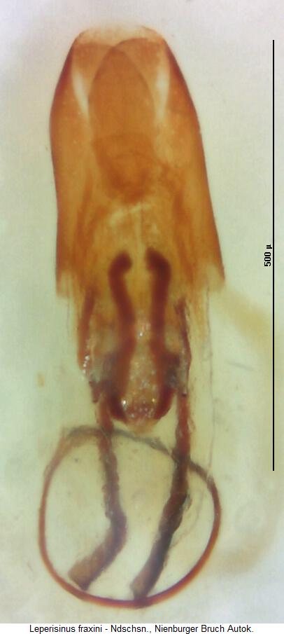 leperisinus_fraxini.jpg