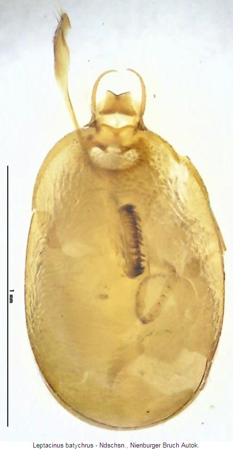 leptacinus_batychrus.jpg