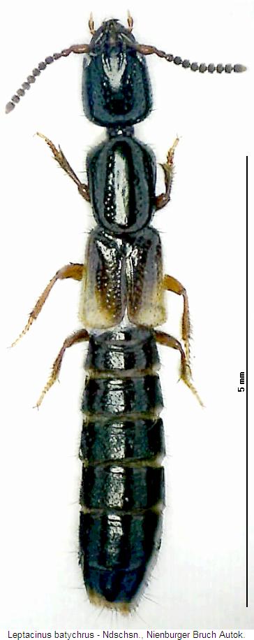 leptacinus_batychrus_hab.jpg