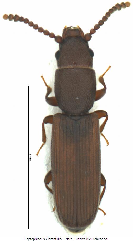 leptophloeus_clematidis_hab.jpg