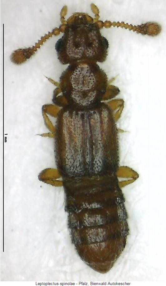 leptoplectus_spinolae_hab.jpg