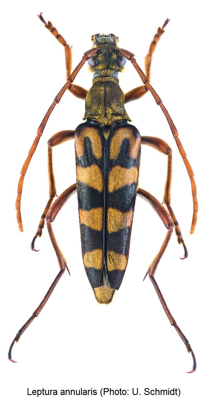 leptura_annularis_hab.jpg