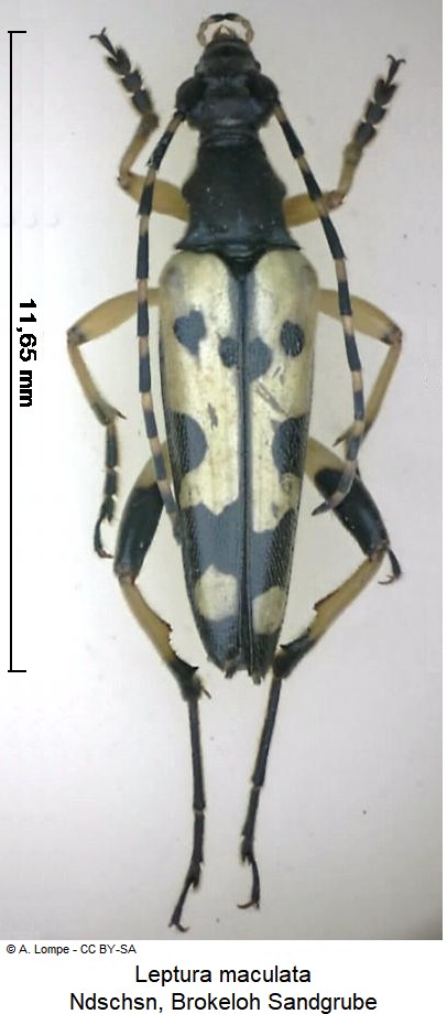 leptura_maculata_hab.jpg