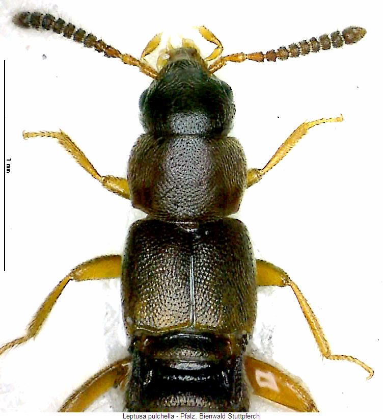 leptusa_pulchella_vk.jpg