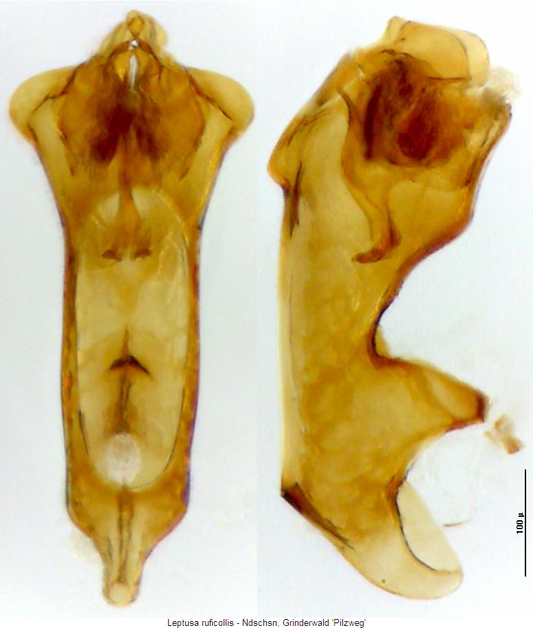 leptusa_ruficollis.jpg