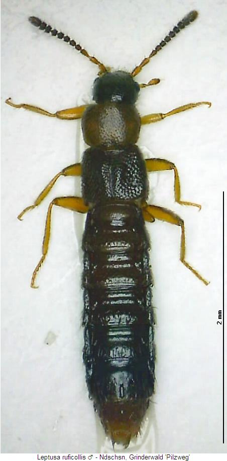 leptusa_ruficollis_hab.jpg