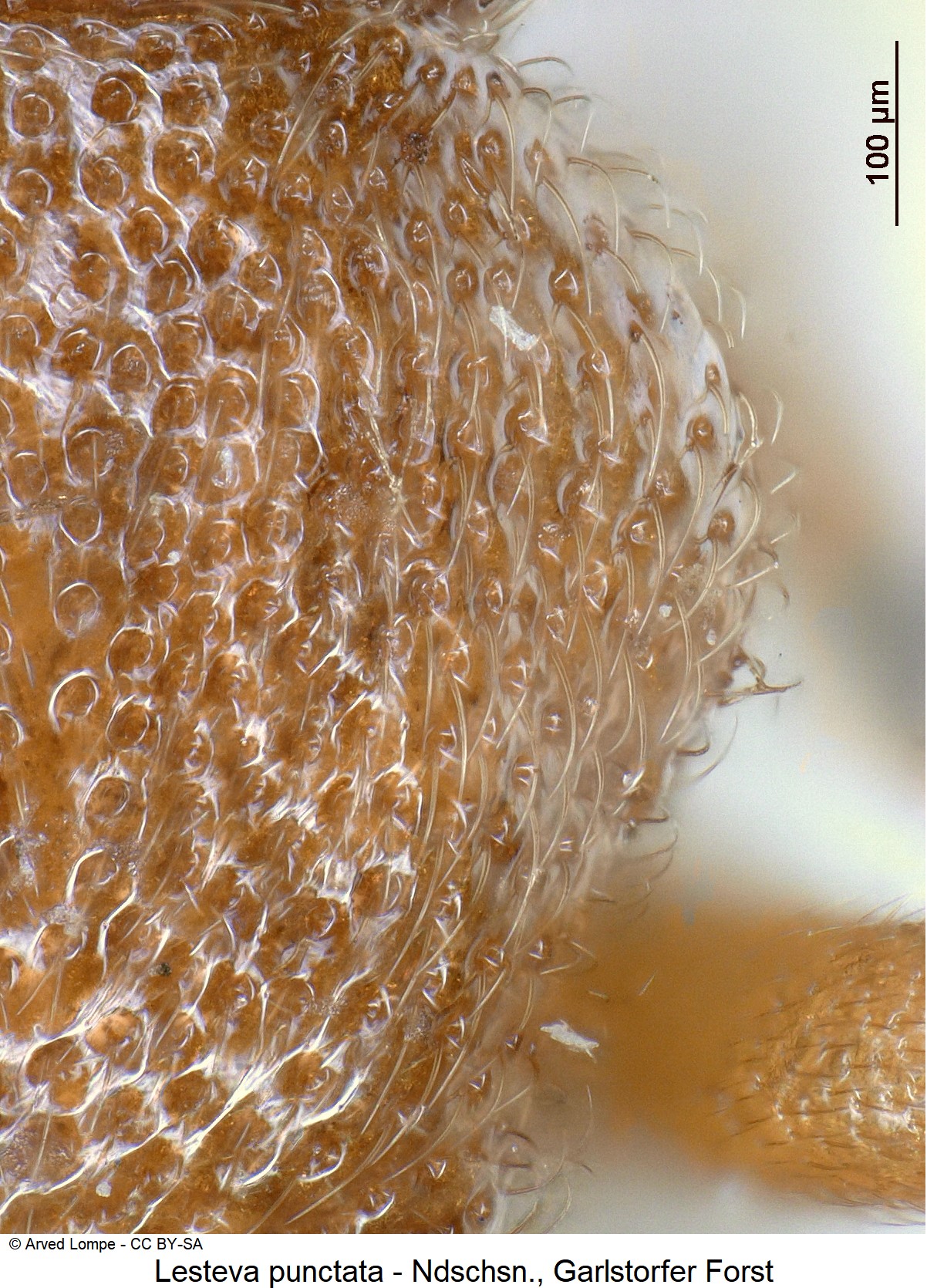 lesteva_punctata_ck4360_hsch.jpg