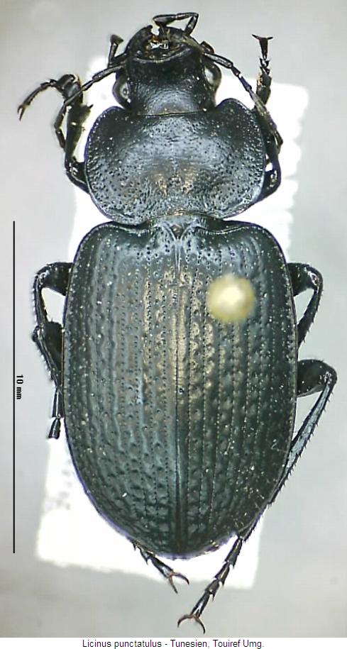licinus_punctatulus_hab.jpg