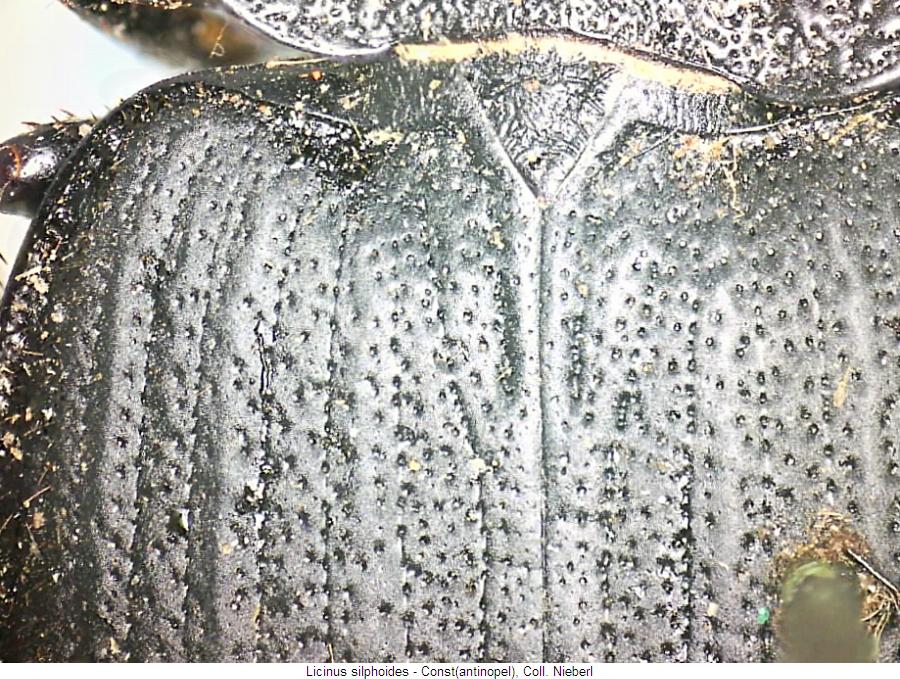 licinus_silphoides_fld.jpg