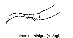 liesthes_seminigra_tr.gif