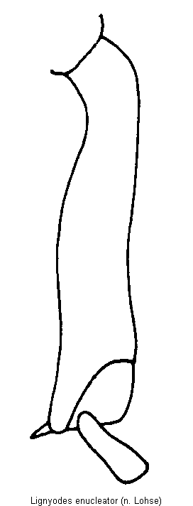 lignyodes_enucleator_hschn.gif