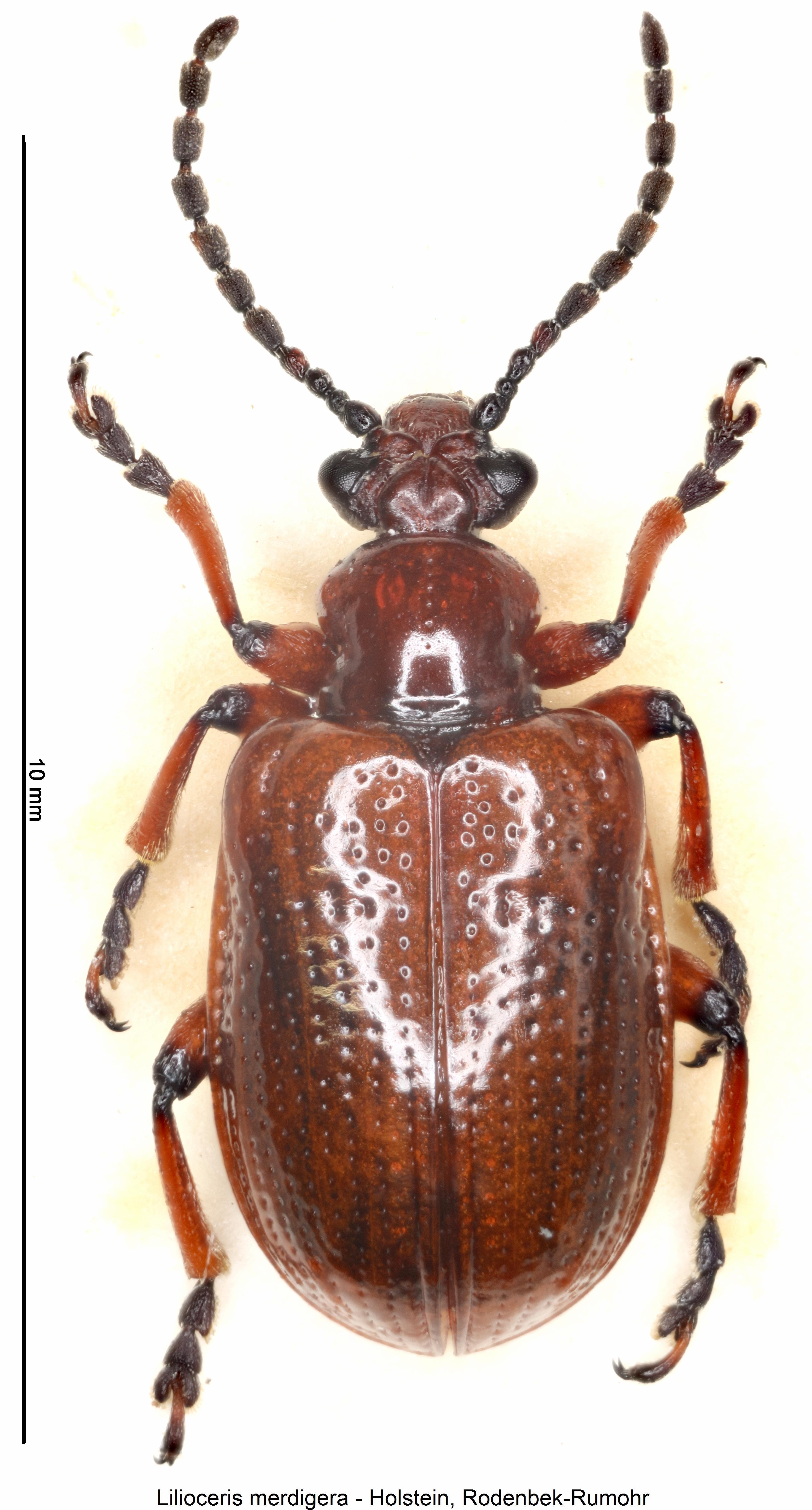 lilioceris_merdigera_hab1.jpg