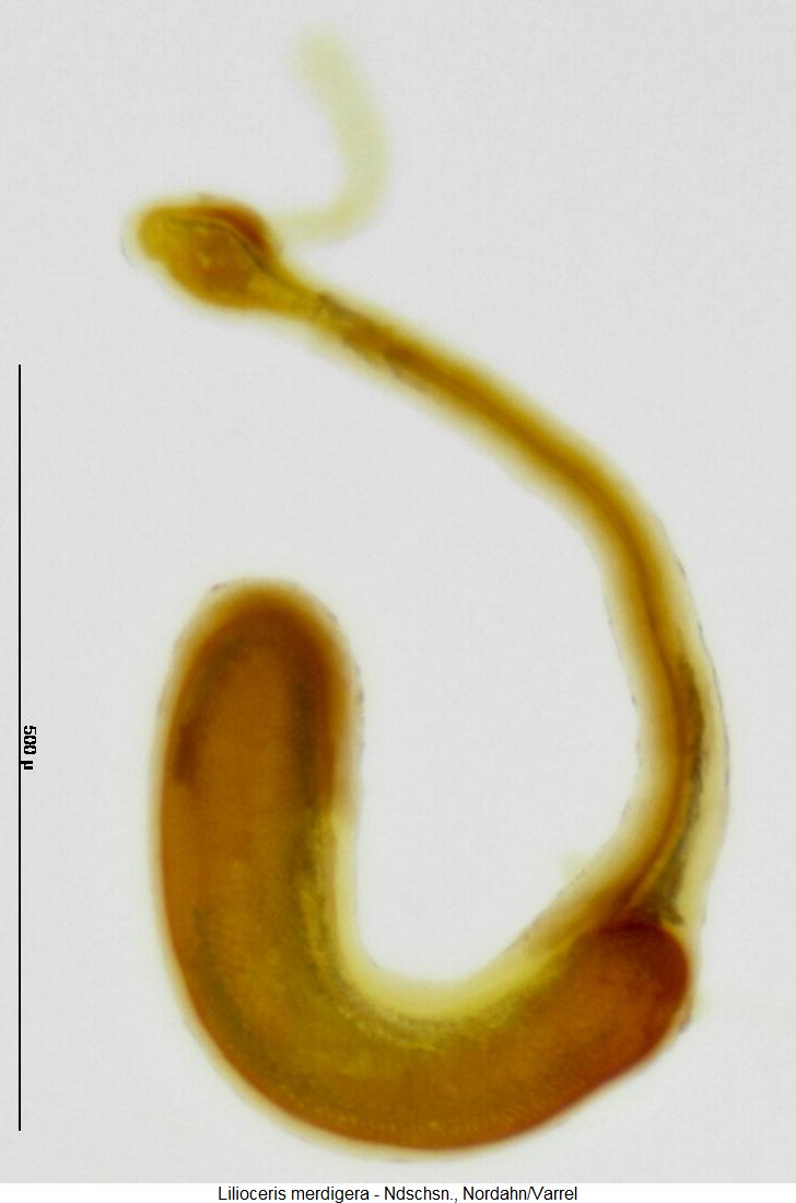 lilioceris_merdigera_sperm.jpg