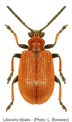 lilioceris_tibialis.jpg