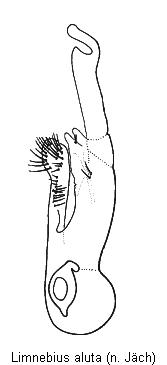 limnebius_aluta.jpg