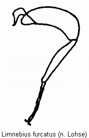 limnebius_furcatus_hb.gif