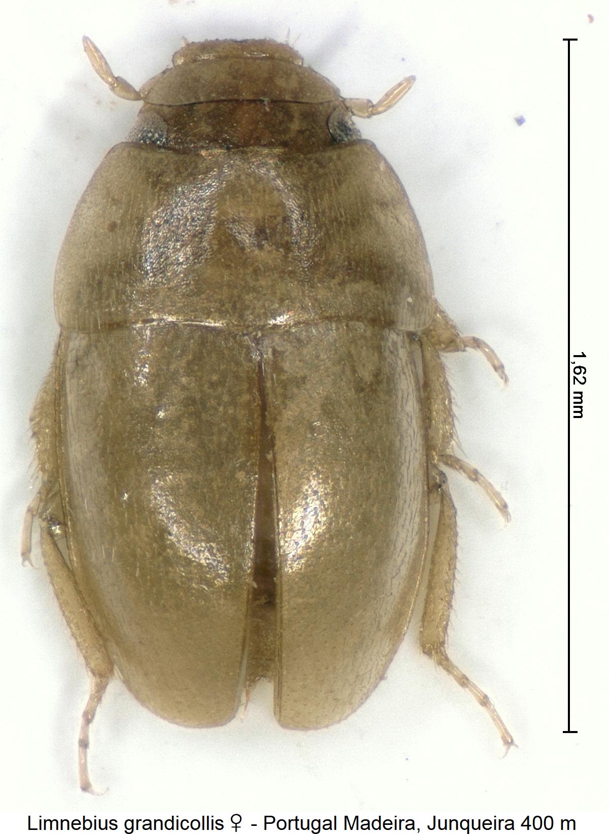 limnebius_grandicollis_w_hab.jpg
