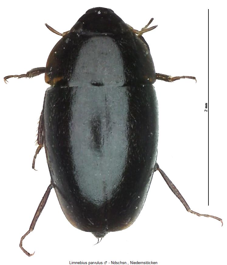 limnebius_parvulus_hab.jpg