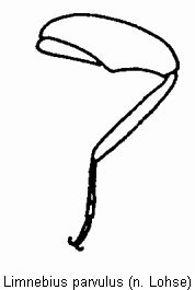 limnebius_parvulus_hb.gif