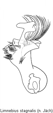 limnebius_stagnalis.gif