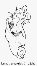 limnebius_truncatellus.gif