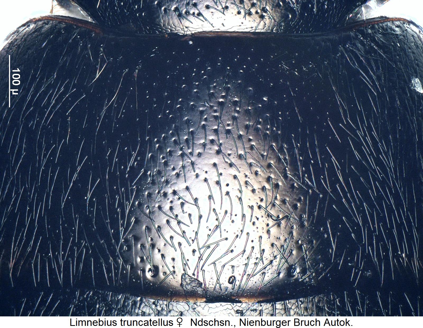 limnebius_truncatellus_w_hsch.jpg