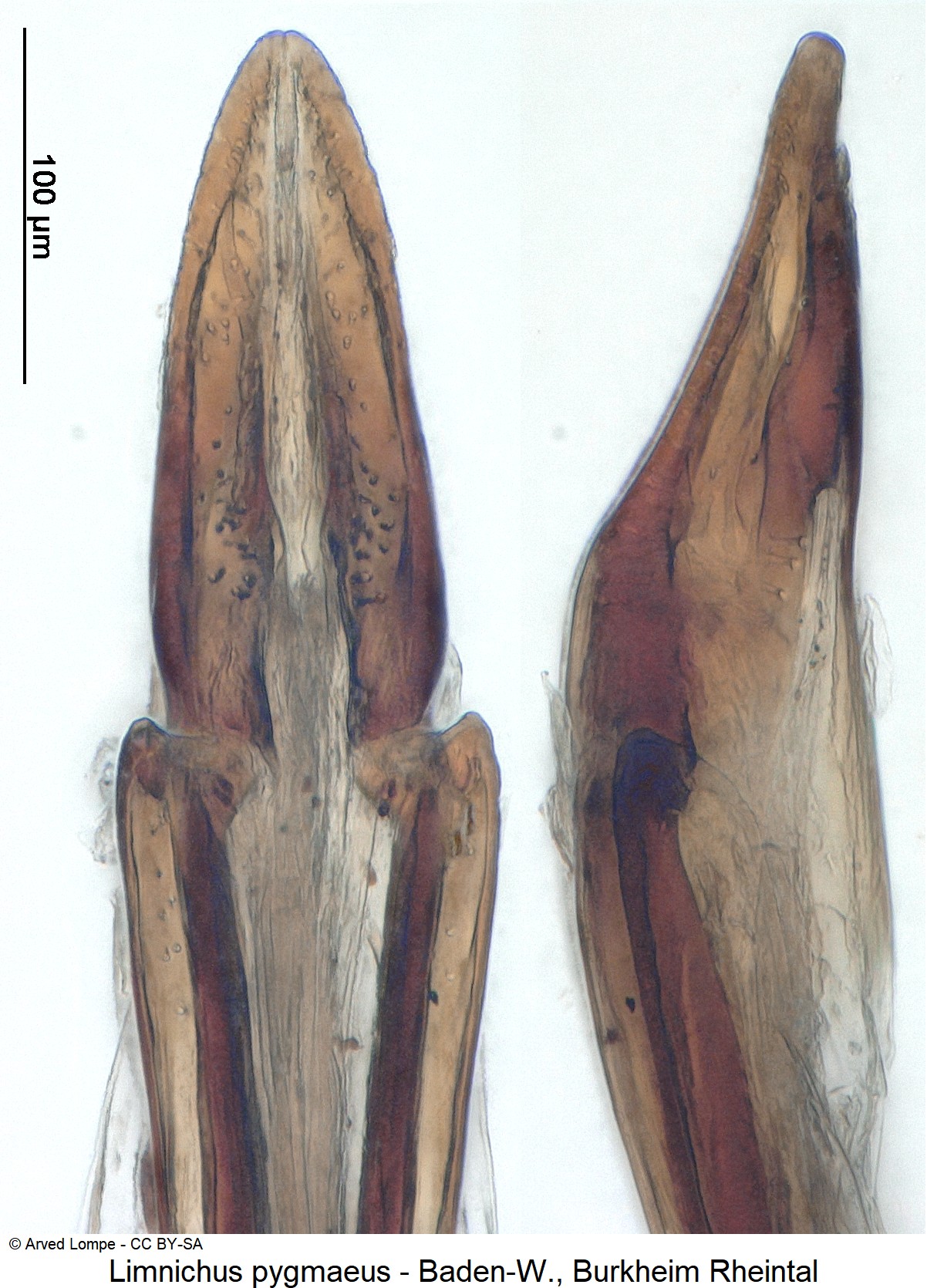 limnichus_pygmaeus_ck7714_ovi.jpg