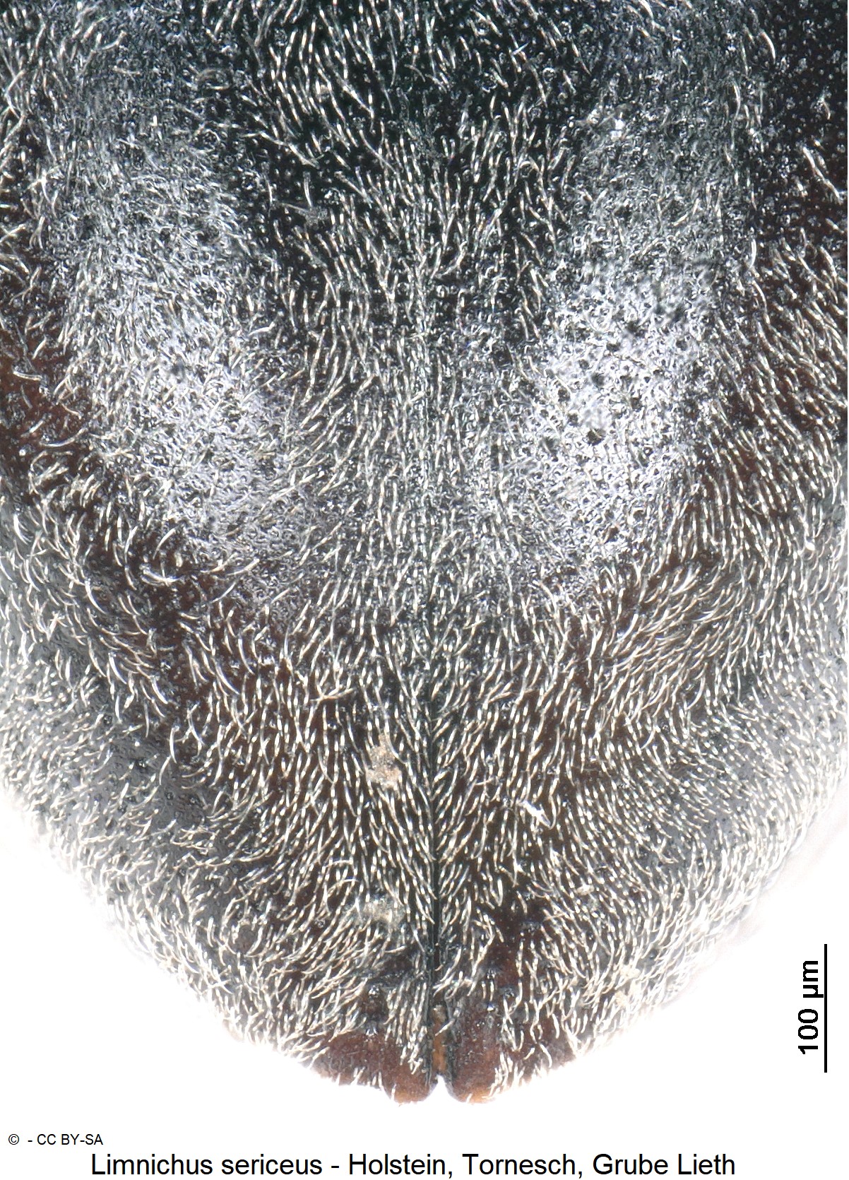 limnichus_sericeus_ck7717_dec.jpg