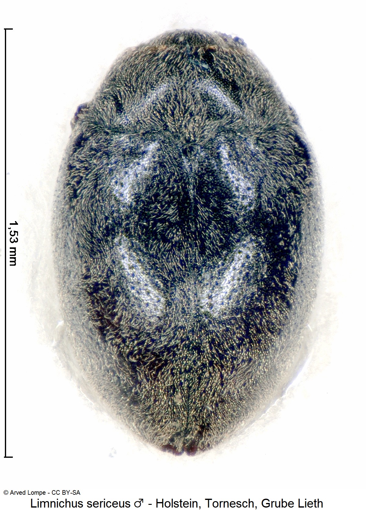 limnichus_sericeus_m_ck7717_hab.jpg