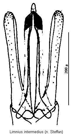 limnius_intermedius.gif