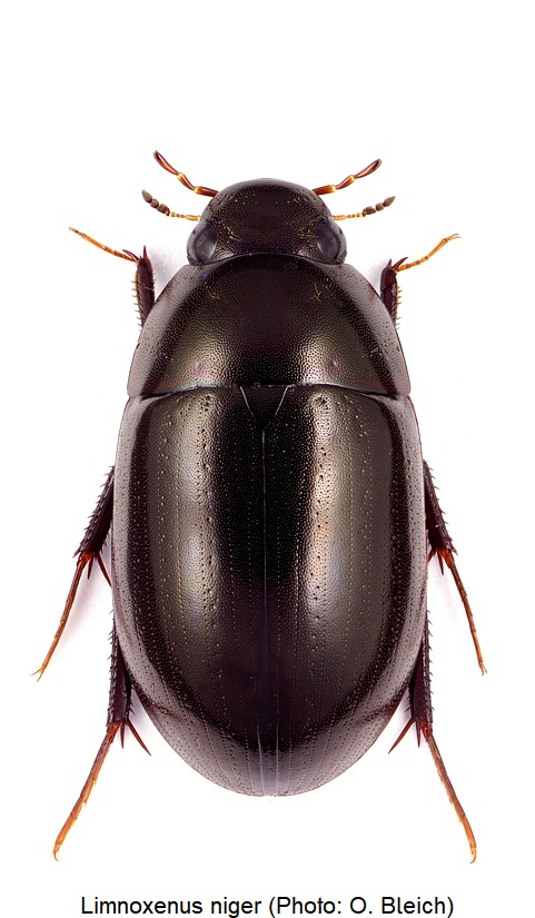 limnoxenus_niger_hab.jpg