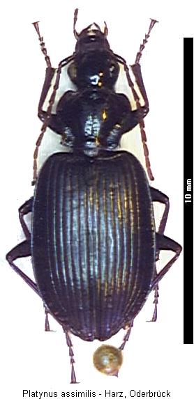 limodromus_assimilis_hab.jpg