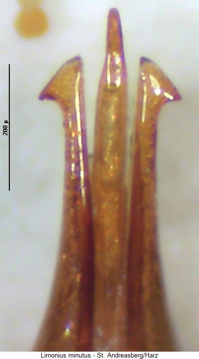 limonius_minutus.jpg