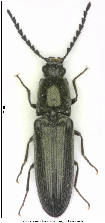 limonius_minutus_hab.jpg