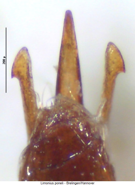 limonius_poneli.jpg