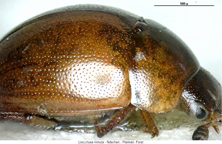 liocyrtusa_minuta_hsch.jpg
