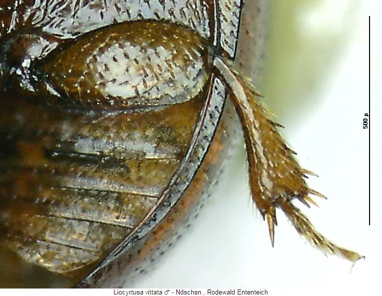 liocyrtusa_vittata_hschl.jpg