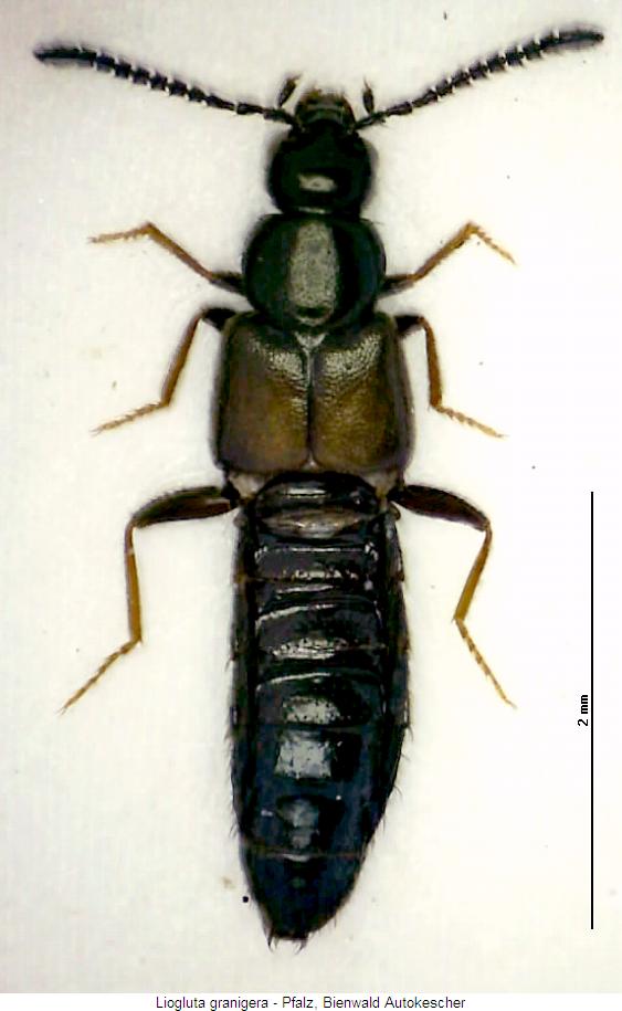 liogluta_granigera_hab.jpg