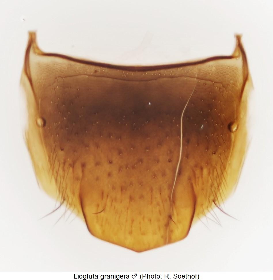 liogluta_granigera_ter.jpg