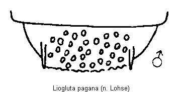 liogluta_pagana_tergit.gif