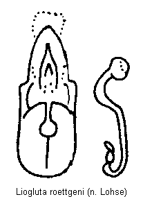 liogluta_roettgeni.gif
