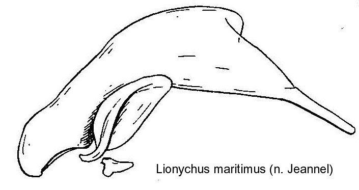 lionychus_maritimus_aed.jpg