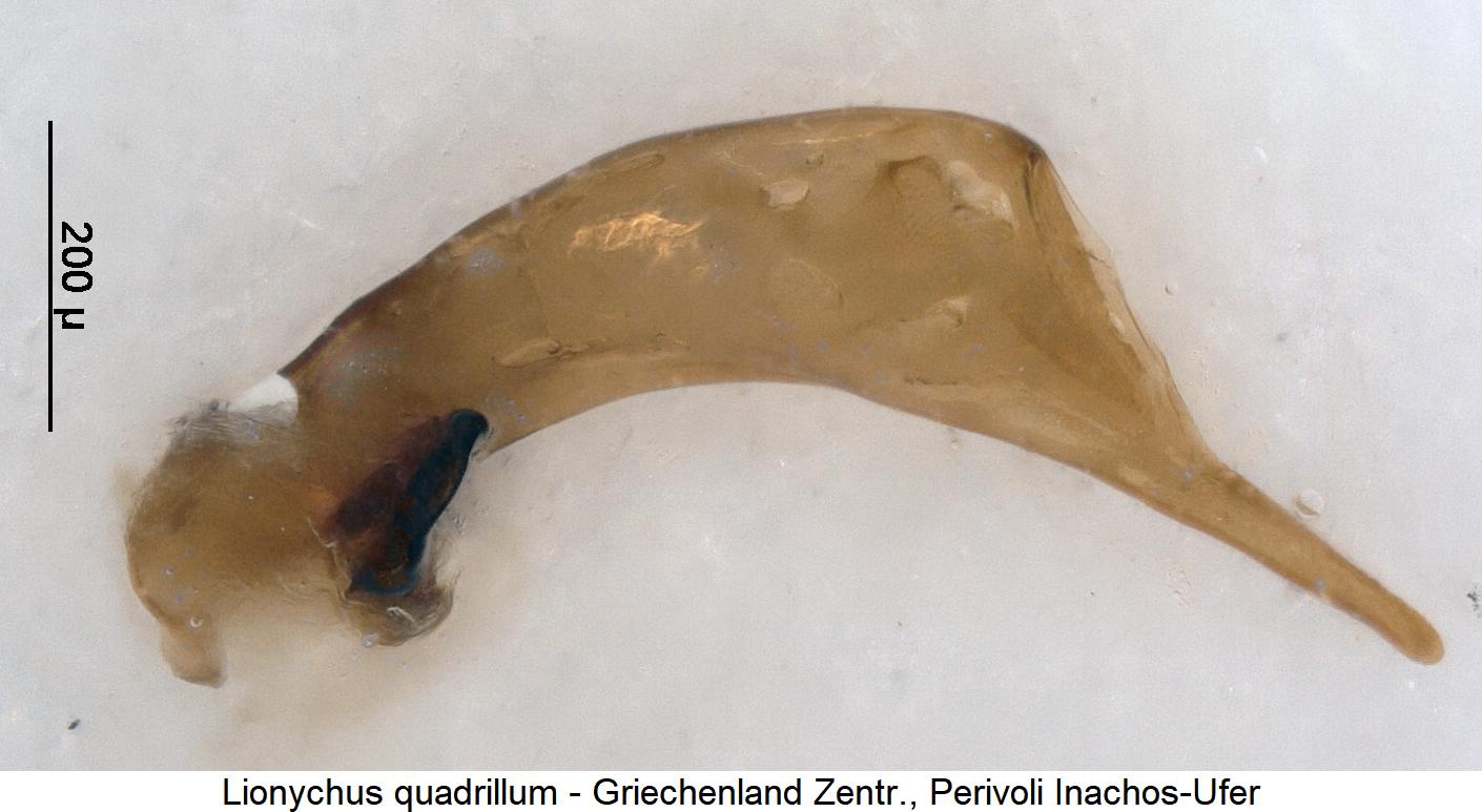 lionychus_quadrillum.jpg