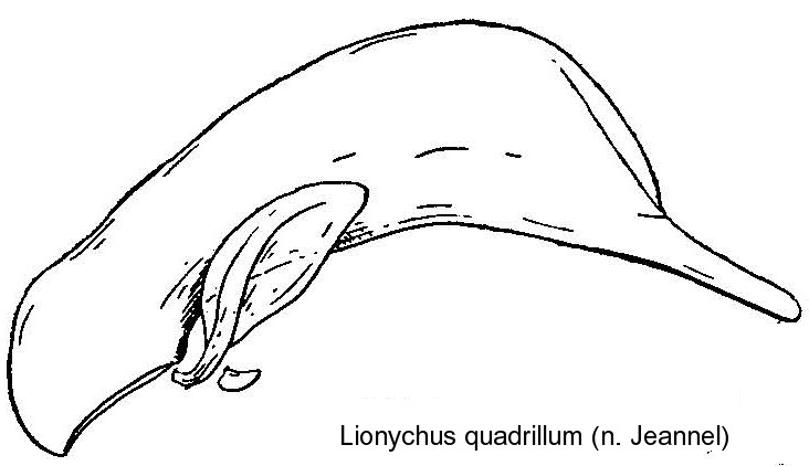 lionychus_quadrillum_aed.jpg