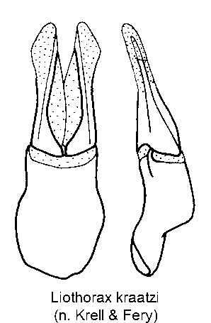 liothorax_kraatzi.gif