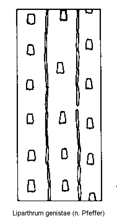 liparthrum_genistae_fld.gif