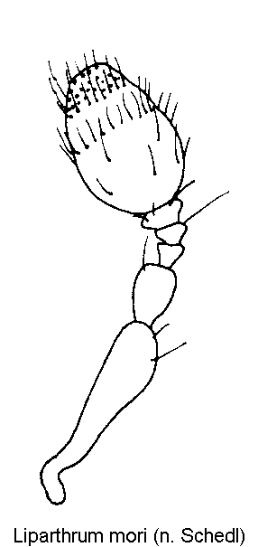 liparthrum_mori_f.gif