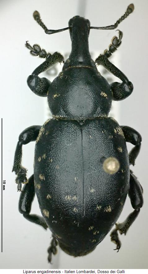 liparus_engadinensis_hab.jpg