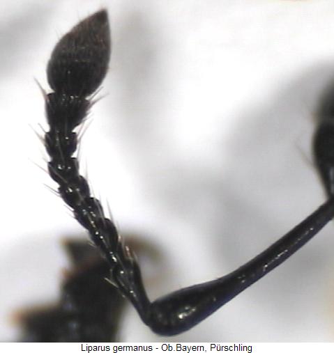 liparus_germanus_f.jpg