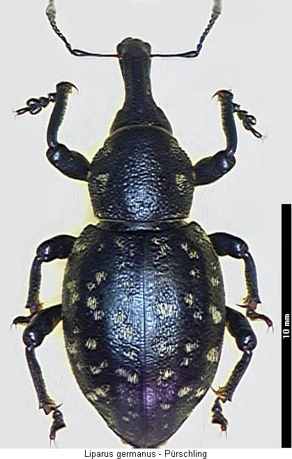 liparus_germanus_hab.jpg